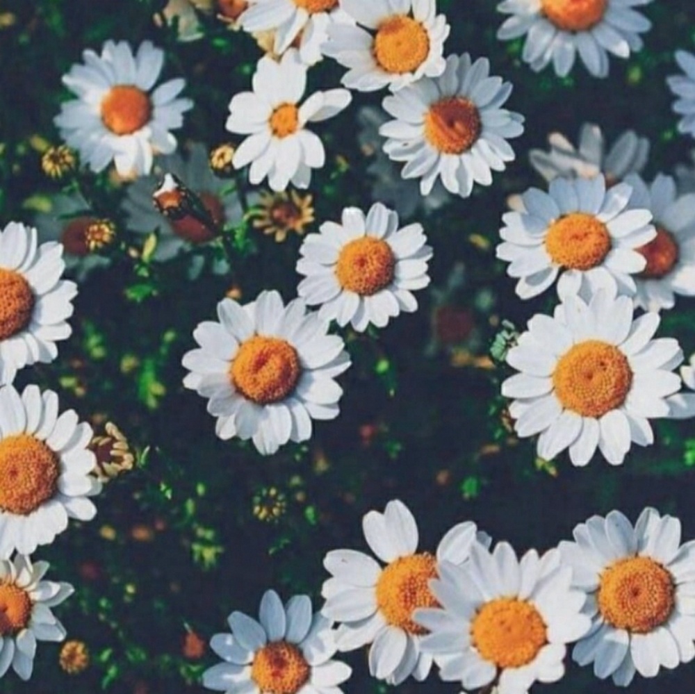 Meet your Posher, Blair